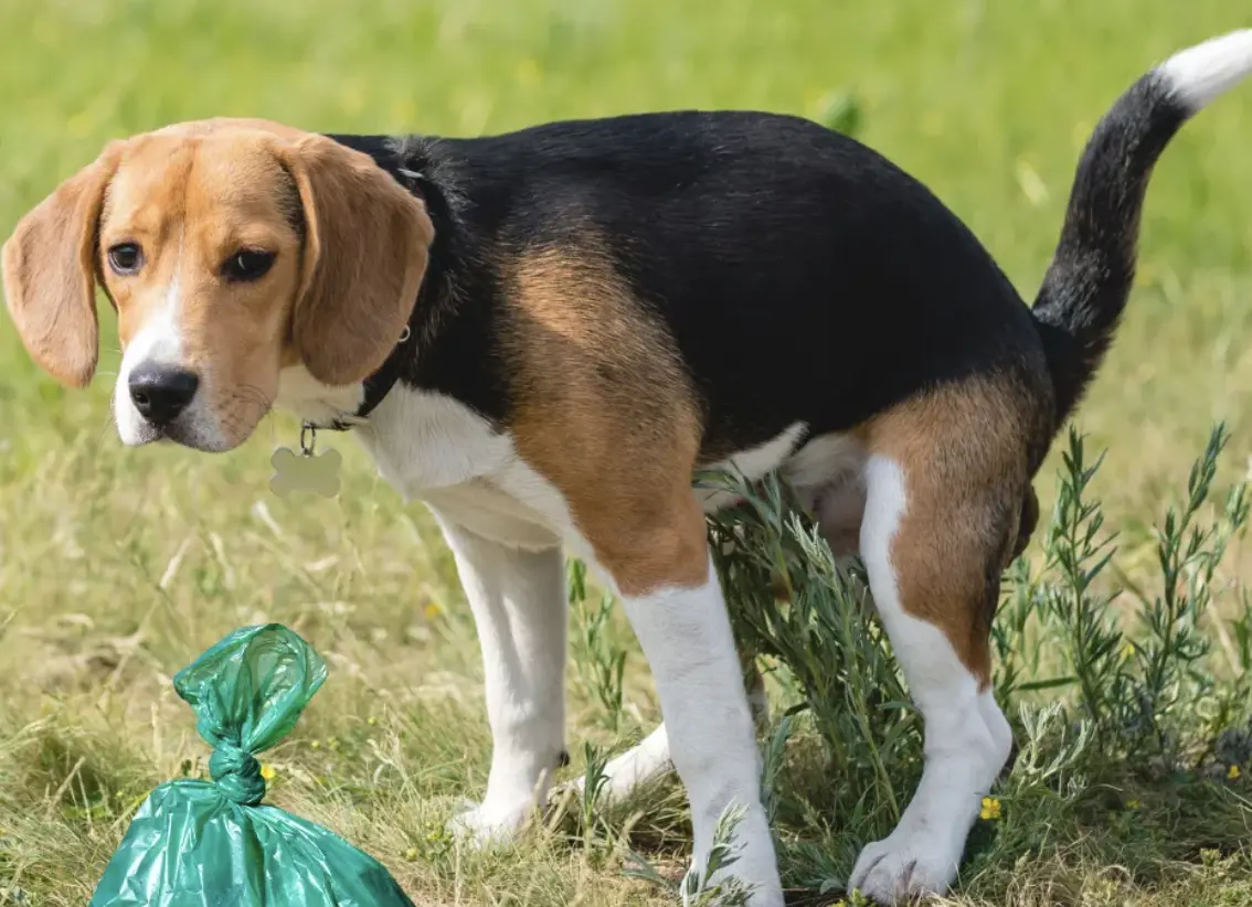 pet waste cleaning services by EEB Cleaning Services